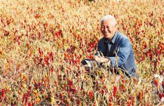 包头苏波盖村1000亩订单红辣椒喜获丰收