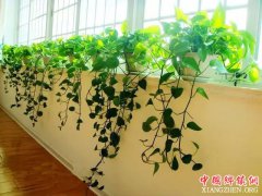 室内绿植多，皮肤更健康