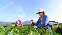 福建平和：高山茶园采摘季