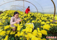 河北邯郸：菊花飘香富农家
