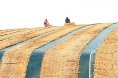 立冬到来 江苏多地农民做好越冬农作物田间管理