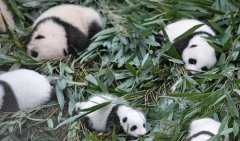 国家林业和草原局发布最新圈养大熊猫数据