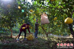 <b>重庆梁平：深秋时节 金柚飘香</b>