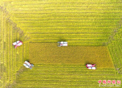 <b>湖南双峰：农机合作社收割机集团作业抢收晚稻</b>