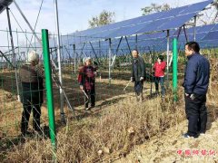 安徽龙扬镇：村级光伏电站点亮村集体经济发展之路