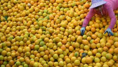 江西寻乌：“脐橙之乡”丰收采摘忙