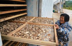 江西乐平：菌菇产业促脱贫