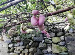 网红野果“八月瓜”变身水果走上餐桌