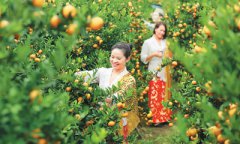 广西柳城华侨农场万亩蜜橘大丰收