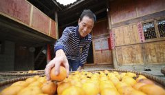 贵州：柿子丰收 助农增收