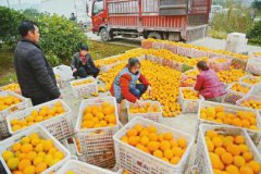 四川南充：柑橘熟了
