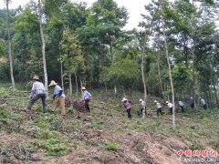 安徽石台：林下种植 脱贫“生财”有道