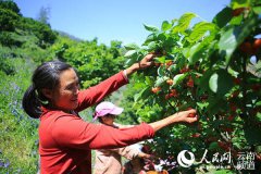 改革开放40年：云南翻天覆地新“三农”