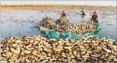 江苏省灌云县：莲藕喜获丰收