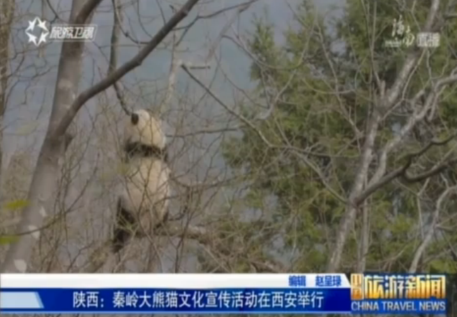 陕西：秦岭大熊猫文化宣传活动在西安启动