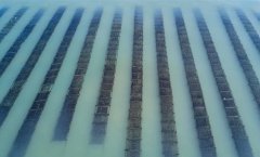 福建：紫菜待采收