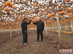 <b>谢士武：巧种“苦藤”让瓜蒌获高产</b>