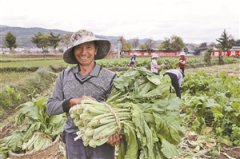 大理弥渡建设国家级大青菜标准化种植基地