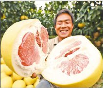 湖南双峰：红柚熟了