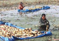 <b>郯城：采莲湖田园综合体获“双丰收</b>