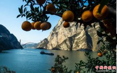 湖北秭归脐橙丰收上市