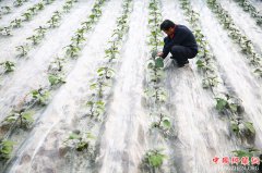 <b>河北内丘：产业扶贫促增收</b>