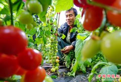 河北昌黎：设施蔬菜种植助农增收