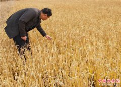 <b>山东郯城：剩在地里的“圣稻”卖巧钱</b>