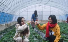 生态农业大棚迎来丰收季