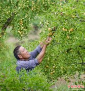 安徽：池州市贵池区棠溪镇西山村特色产业带动“枣”脱贫