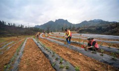 湖南：特色产业助脱贫