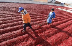 河北唐山：冬日辣椒采收晾晒忙