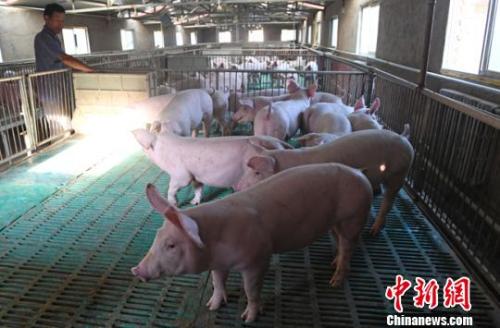 民生调查局:非洲猪瘟下 吃猪肉的人少了吗?