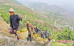<b>重庆巫山柑橘熟了</b>