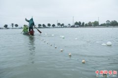 浙江诸暨：绿色生态养殖推动“珍珠之乡”产业升级