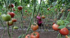 山东临沂：冬日大棚劳作忙