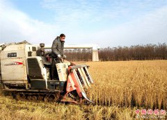 山东郯城： “圣稻22”收割 一斤卖两块