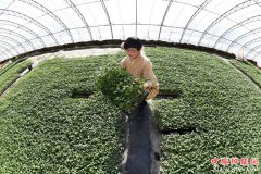 <b>河北乐亭：巧打“反季牌” 冬季增收忙</b>