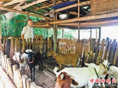 <b>“药罐子”成山羊养殖大户</b>