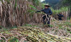 福建松溪：“百年蔗”喜丰收