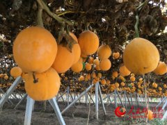 江苏淮安：阳光扶贫模式护航扶真贫和真扶贫