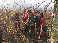 陕西：专家支招解民困 增效增收助脱贫