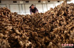 <b>贵州丹寨生姜丰收</b>