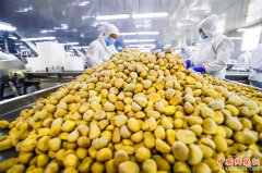 河北遵化：冬日板栗加工忙