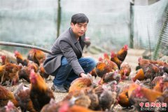 贵州大方：“80后”独臂青年的养鸡致富之路