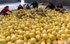 湖北秭归：“柚”到一年丰收季