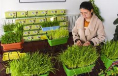 <b>河北永清：特产黄芽韭菜俏销</b>