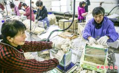 <b>河北饶阳：工厂化蘑菇种植铺就致富路</b>