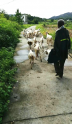 余根和的羊倌路