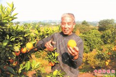 <b>泸州：七旬老汉和他的“花果山”</b>